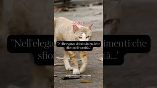 Nell'eleganza dei movimenti che sfiorano l'eternità #gatti #aforismi #frasedelgiorno #animali