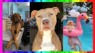 The funniest and most humorous dogs video ever!