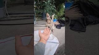 Playing with Cat | Outdoor Cat Entertainment