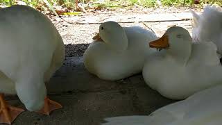 Ducks relaxing