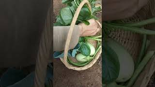 Panen Kailan, Terong, Bayam, Daun Bawang, Kacang Panjang || Harvest Vegetables in My Garden