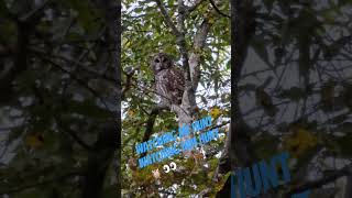 when a big owl starts scouting your hunting spot lol #lonebowhunter™️