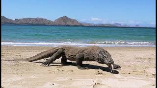 Komodo Dragons  Living Fossils of Indonesia