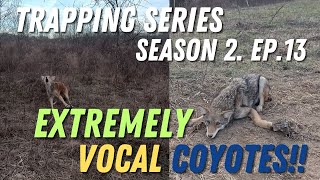 coyote trapping using multiple style sets! (trapping series szn,2 ep.13)