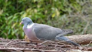 Home Pigeon Feasting on the Roof | Relaxing Pigeon Video for Bird Lovers!