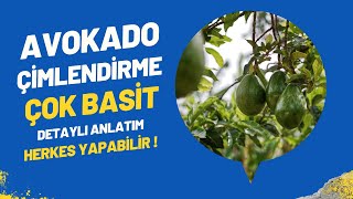 AVOKADO ÇİMLENDİRME  | ÇOK BASİT  | DETAYLI ANLATIM  | KENDİN YAP |