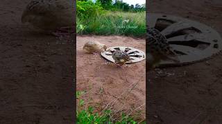 Creative - Unique Bird Trap using Cardboard Box /#shorts #Channel