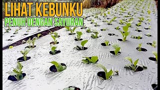 Lihat Kebunku, Semoga Panen Harganya Bagus.