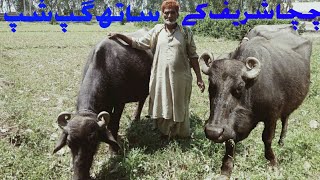 Uncle Sharif's method of cutting the horns of a buffalo!What to do if the buffalo's tail is broken!