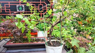 airlayer grape vine/提子盆景树移栽#bonsai #garden