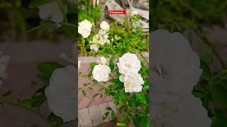 Flowers #shorts #short #youtubeshorts #shortsvideo #subscribe #viralshort #trranding #instagram #4k