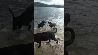 Лабрадоры на пляже. Labradors on the beach. #shorts