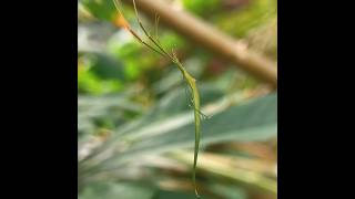 Whip Spider (Ariamnes flagellum) -They look deceptively twig-like. #wow #amazing