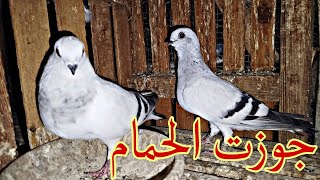 جوزت الحمام🕊️😍بعد فتره القلش شوف حصل ايه🥳🙊