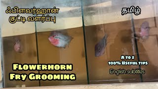 Flowerhorn Fry Grooming | 100% Useful Tips | தமிழ் | Aquapets & farm