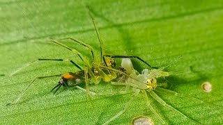 A mating pair of Tailed Jumper;(Asemonea tenuipes) #spider #couple