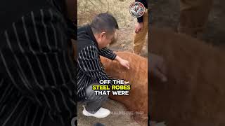 Heartfelt Rescue of Injured Horse Trapped in a Steel Trap on the Roadside