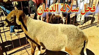 فحل سلالة الدمان الأصيلة