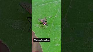 Housefly🪰 resting on a leaf #housefly #fly #musca #nature #shorts #insects #diptera