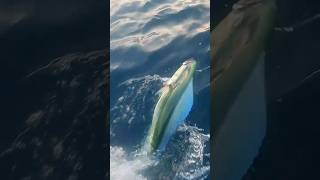 La Pesca de Dorado en Alta Mar - #fishing