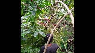 31 Years Robusta Coffee Trees Picking Process #shorts #coffeefarm #countrylifestyle