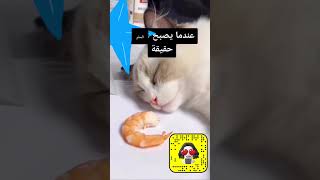 عندما يصبح الحلم حقيقة #explore #tiktok #السعودية #funny #youtubeshorts #cat