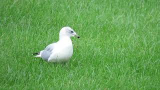 Ring-billed Gull