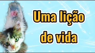 GATINHO MACHO RESGATADO ADOTA FILHOTES DEPOIS DE TER CONHECIDO O ABANDONO - E CUIDA COMO UMA MÃE