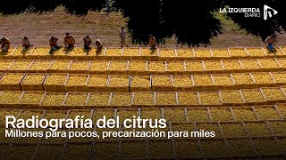 Radiografía del citrus: millones para pocos, precarización para miles