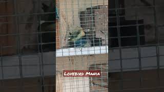 Cara lovebird kawin