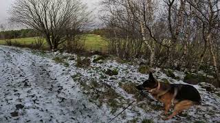 German shepherd on walk. Eros på tur. 31.10.2024. still you tubes most boring video part 1