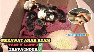 MERAWAT ANAK AYAM TANPA LAMPU, TANPA INDUK ||CARA SEDERHANA HASIL LUAR BIASA