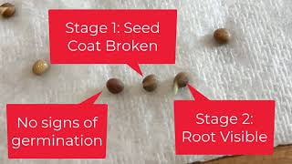 At home experiments - Scoring Germination