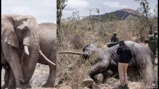 Banning Elephant Tusk And Ivory Trade Is A Global Responsibility