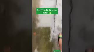 Estoy harto de estas ranas | Ranas fantasmas