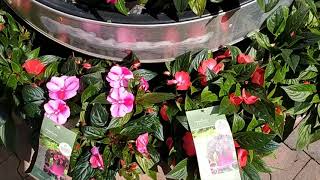 SHOPPING FOR PETUNIAS