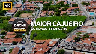 O maior cajueiro do mundo | Pirangi/RN #Pirangi