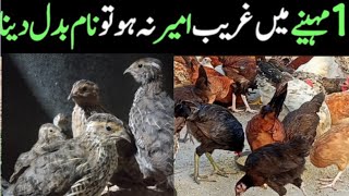 quail farming, out class business,بٹیر فارمنگ