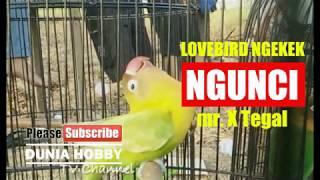 Membongkar rahasia seting lovebird konslet ngunci