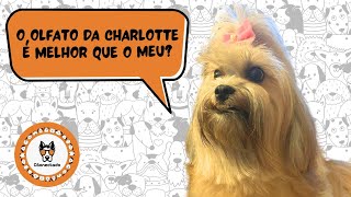 O olfato da Charlotte é melhor que o meu?