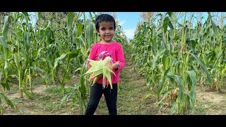 Farms in USA || Irene Baby || Sunflower Garden and Vegetable Farm || American Vegetable Farms-Part 1