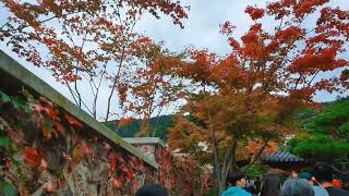 Autumn 🍂 leaves #koreatourism #indianinkorea #nature #autumnleaves #korea #fall