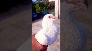 Kabootar ki video 🔥❤#birds #pigeon #attitude #love #kabootar #shorts #birdspecies #yt #ytviral