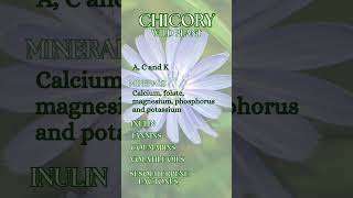 Chicory - Cichorium intybus