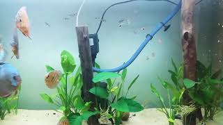 Underwater jungle  scape for Discus