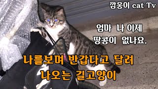 새벽이슬 맞으며 나를 보고 반가워 달려오는 길고양이