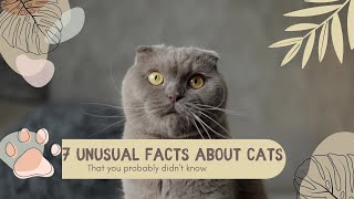 Unusual Facts About Cats That You Probably Didn't Know!