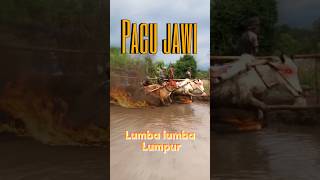 PACU JAWI (STORY) #lumba #lumpur  melesat#pacujawi #sapi #minangkabau #cowrace #shorts #indonesia