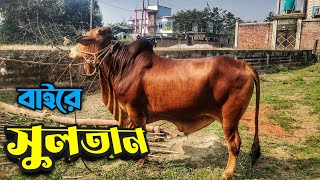 আমাদের একমাত্র লাল শাহীওয়াল ষাড় || Shahiwal Bull || Purbasha Agro