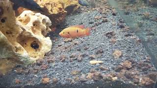 Red Jewel cichlid New Batch